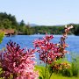 Des lilas encore en fleurs au Saranac Lake